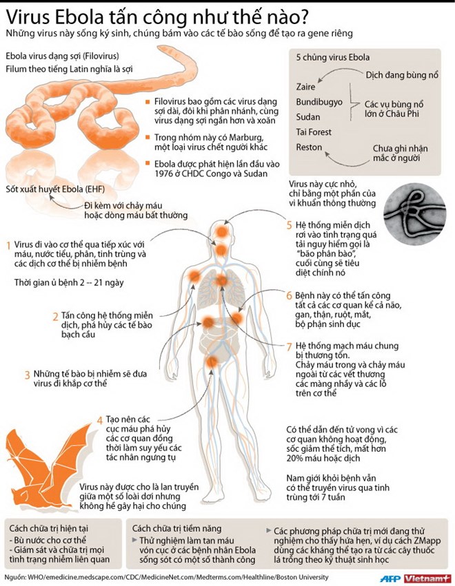 Triệu chứng nhiễm bệnh và các biện pháp phòng ngừa Ebola