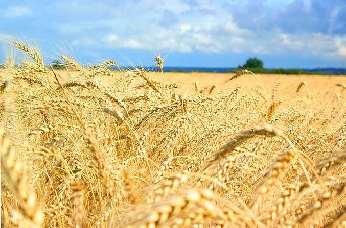 Ngành sản xuất nông nghiệp tại Ukraine đang trong trạng thái bị bóp nghẹt