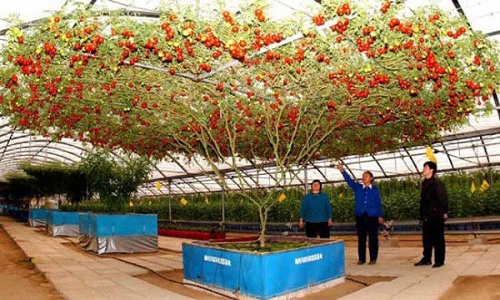 Cây cà chua bạch tuộc cho 32.000 quả mỗi lần thu hoạch