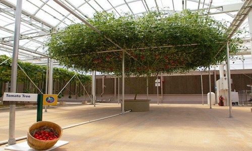 Cây cà chua bạch tuộc cho 32.000 quả mỗi lần thu hoạch
