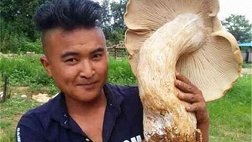 Xôn xao phát hiện 3 cây nấm khổng lồ chưa từng thấy