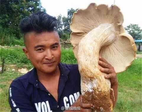 Xôn xao phát hiện 3 cây nấm khổng lồ chưa từng thấy