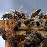 Phát hiện khó tin: Loài ong có ngôn ngữ địa phương