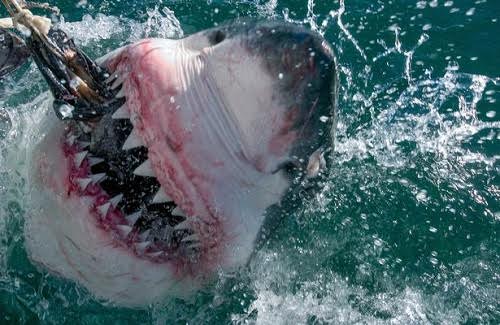 Cá mập trắng lớn nhất thế giới dài hơn 6 m