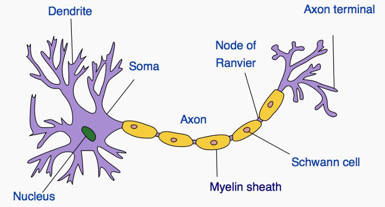 Lần đầu tiên trong lịch sử IBM chế tạo thành công neuron nhân tạo