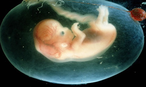 Mỹ có thể tài trợ nghiên cứu phôi thai người lai thú