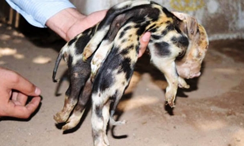 Lợn 8 chân gây xôn xao ở Mexico