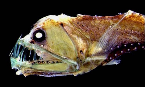 Những động vật kỳ lạ ẩn trong bóng tối đại dương