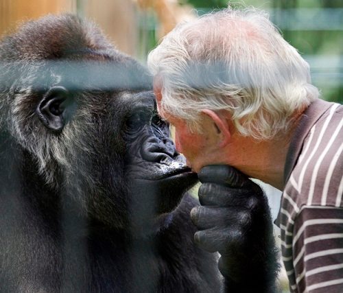 Đôi vợ chồng 18 năm chung sống với khỉ đột
