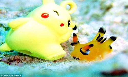 Sên biển giống hệt Pikachu gây sốt ở Nhật