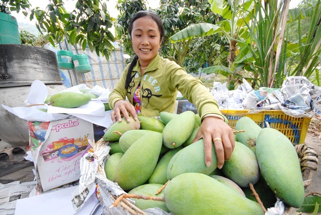 Cả làng thành tỷ phú nhờ xoài 3 màu