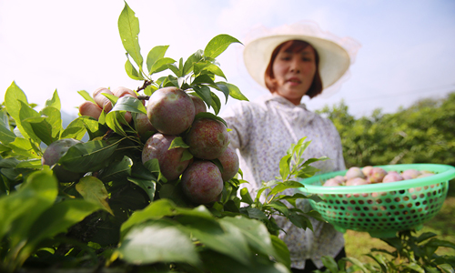 Nông nghiệp Việt đi chậm hơn Trung Quốc, Hàn Quốc thập niên 90