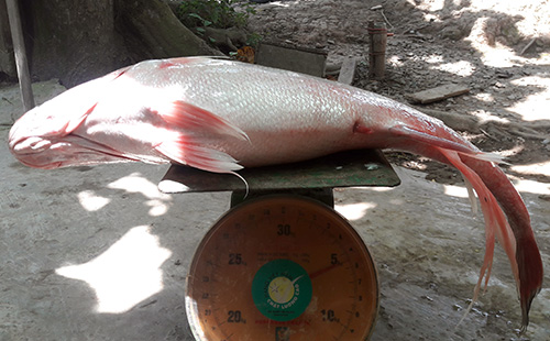 Cá sủ vàng 5,5 kg mắc lưới ngư dân trên sông Hậu