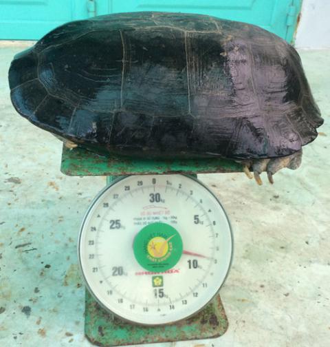 Bắt được cụ rùa khủng trong ao ở Bạc Liêu