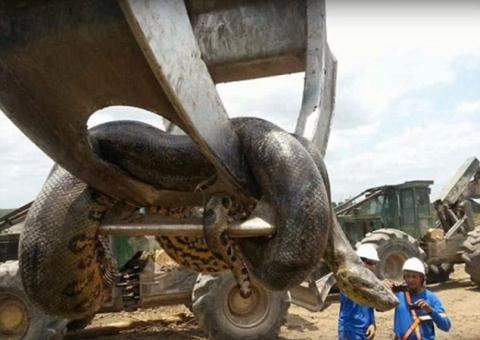 Bắt được trăn khổng lồ nặng 400kg