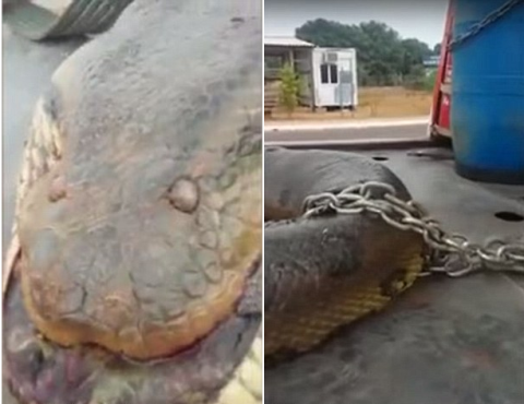 Bắt được trăn khổng lồ nặng 400kg