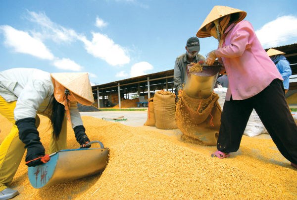 ADB: Nông nghiệp sụt giảm kéo tăng trưởng kinh tế Việt Nam xuống 6%