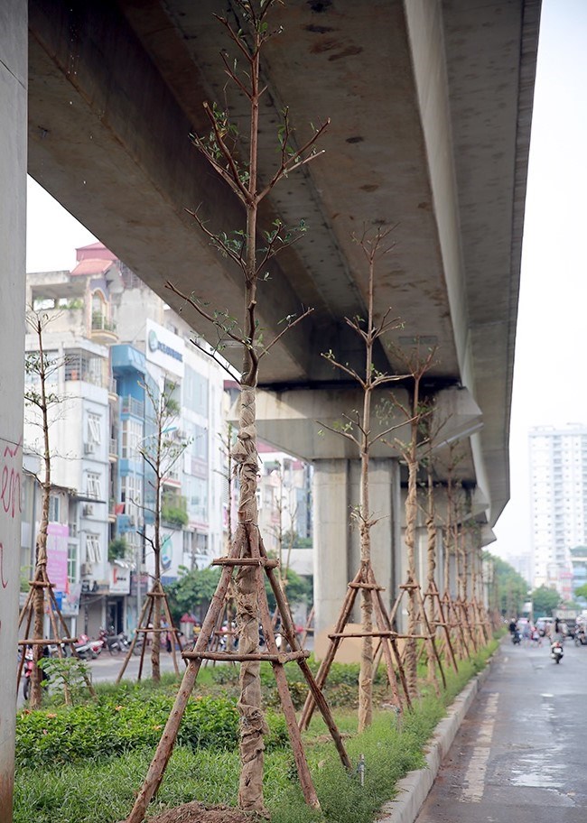 Lãnh đạo Cty cây xanh Hà Nội nói gì về việc