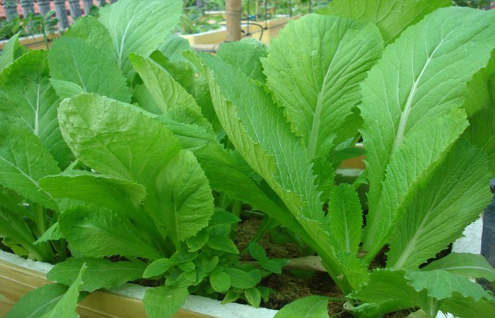 Kỹ thuật trồng rau cải xanh trong thùng xốp tại nhà