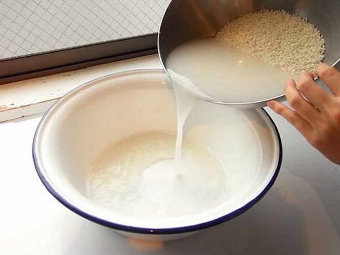 Kỹ thuật trồng rau cải xanh trong thùng xốp tại nhà