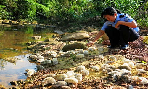 Trung Quốc phóng sinh 60 con nhím gai buôn lậu từ Việt Nam