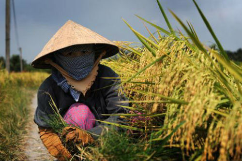 Nông dân Việt Nam có thu nhập bình quân 45 triệu đồng sau 5 năm