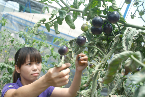 Trái cây lạ giúp nông dân Việt làm giàu