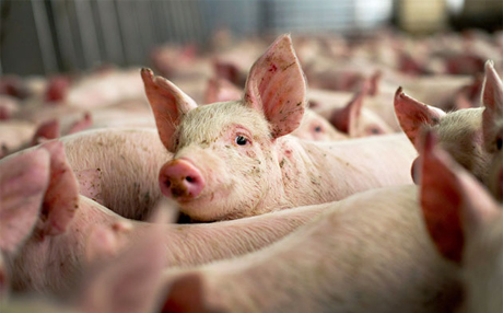 Xuất khẩu thịt lợn của Ukraine bị giảm 20 lần! Và thực tế bằng 0