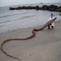 Phát hiện xác "quái vật biển" ở Nhật Bản
