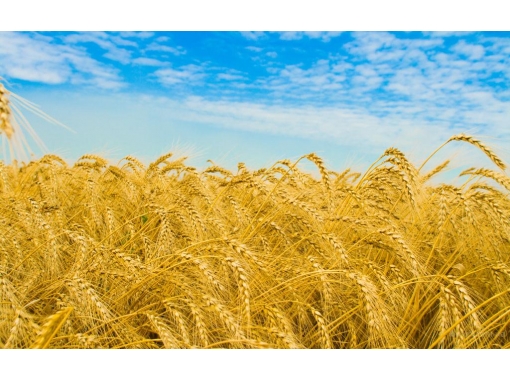 Năm nay Ukraine thu hoạch kỷ lục sản phẩm nông nghiệp