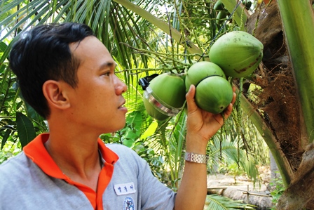 Dừa khắc chữ thư pháp 300.000 đồng/quả trưng Tết