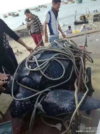 Rùa biển nặng hơn 4 tạ bị ngư dân Trung Quốc xẻ thịt