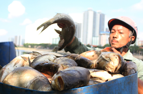Hà Nội công bố cá chết do 'nước thải và thay đổi thời tiết'