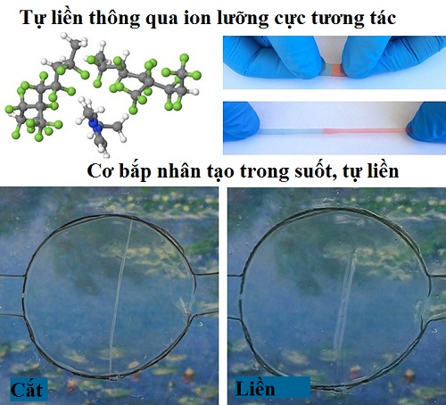 Vật liệu tự vá liền như da thịt người sói