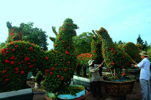 Vườn kiểng gà quý chục tỷ của lão nghệ nhân miền Tây
