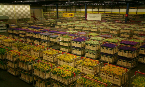 TP HCM bắt tay Đà Lạt lập chuỗi cung ứng hoa chất lượng cao