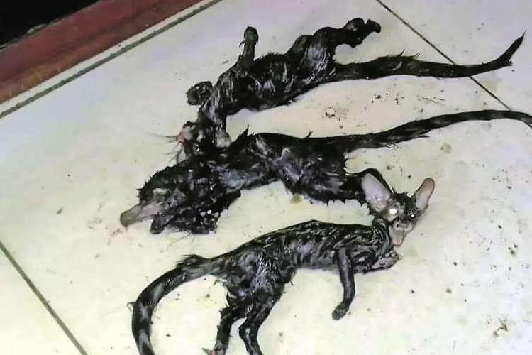 Sinh vật lạ đầu mèo mình chuột khiến dân Nam Phi sợ hãi
