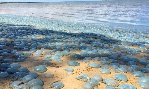 Sứa màu xanh phủ kín bãi biển Australia