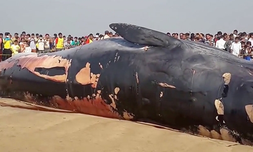 Cá voi dài hơn 12 m sắp phát nổ trên bờ biển ở Ấn Độ