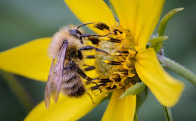 Kì diệu thiết bị bay tự động có thể thụ phấn hoa như ong