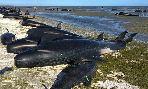 Hàng trăm xác cá voi có thể phát nổ trên bãi biển New Zealand