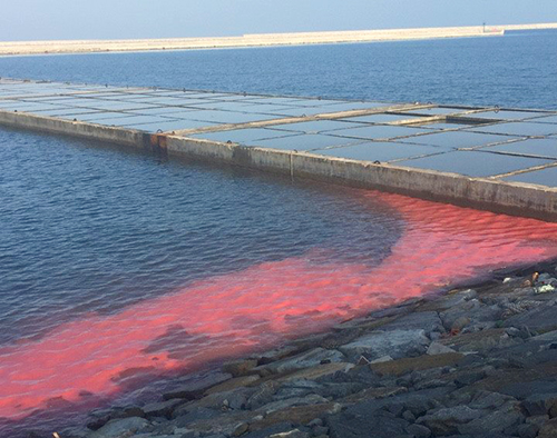 Dải nước đỏ dài 50 m ở cảng Vũng Áng