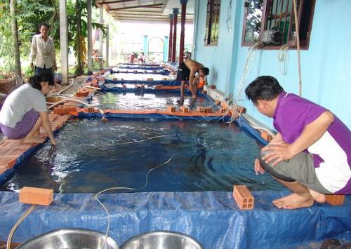 Nông dân TP HCM thu tiền tỷ từ nuôi cá trê vàng giống