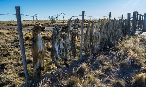 Nông dân Argentina treo 20 xác cáo để xua thú gây hại