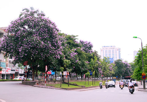 Cây xanh đô thị Việt Nam chỉ bằng 1/10 thế giới
