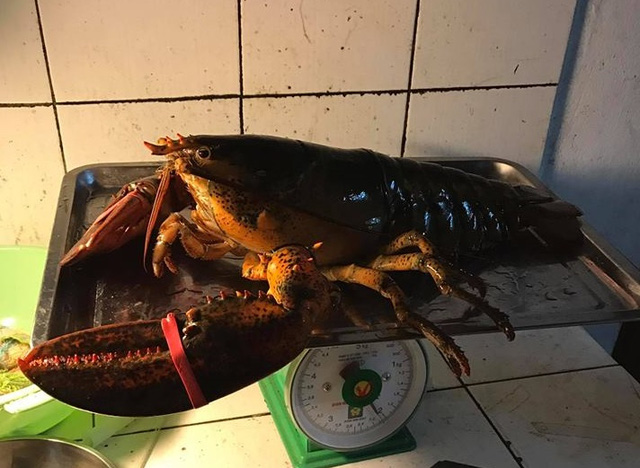 Người Hà Thành “săn” tôm khổng lồ nặng 5-6kg