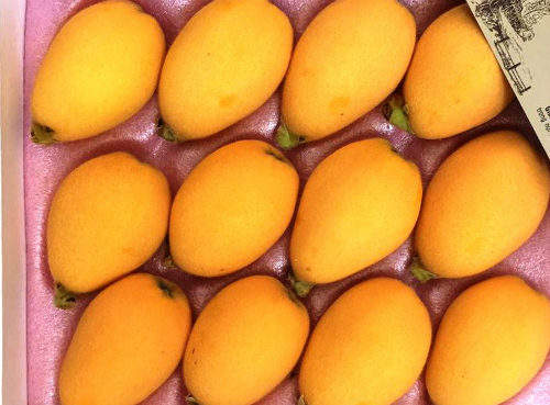 Gần 4 triệu đồng một kg nhót Nhật