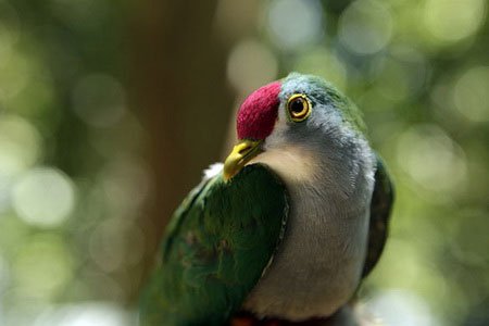 Tìm thấy nhiều loài động vật kỳ lạ tại núi lửa Bosavi