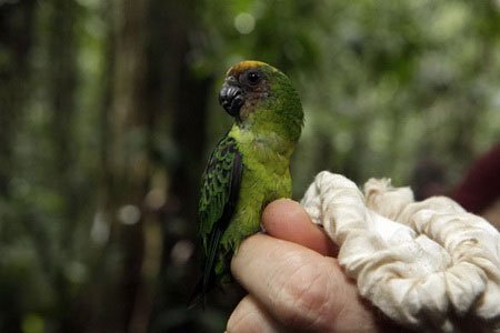Tìm thấy nhiều loài động vật kỳ lạ tại núi lửa Bosavi