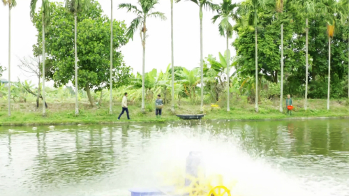 Nông dân Hải Dương tìm đầu ra cho 400 tấn cá sạch mỗi năm
